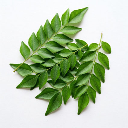 92-برگ کاری (Curry Leaves) برگ کاری (Curry Leaves)