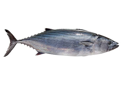 بونیتو (Bonito)