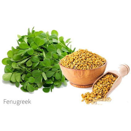 دانه شنبلیله و برگ شنبلیله (Fenugreek Seeds and Leaves)