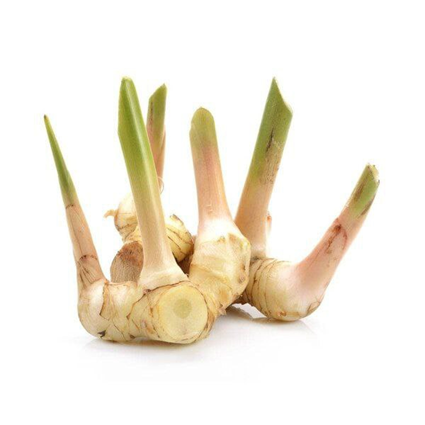 گالانگال (Galangal)