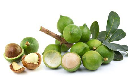 آجیل ماکادامیا  (Macadamia Nuts)