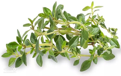 آویشن  (Thyme)