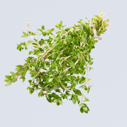 آویشن لیمویی  (Lemon Thyme) 