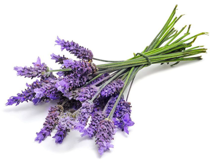 اسطوخودوس  (Lavender) 