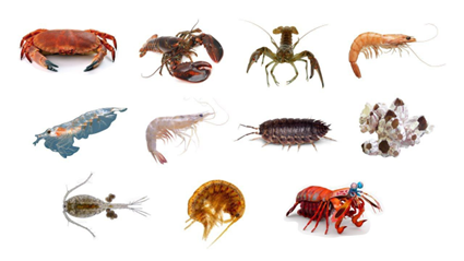 انواع سخت پوستان type of crustaceans