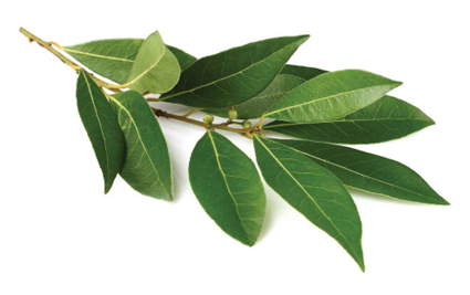 برگ بو (Bay Leaf)