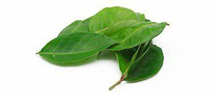 برگ سالام  (Salam Leaves) 