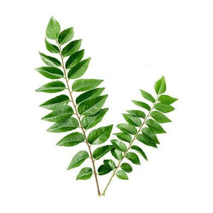 برگ‌های کاری (Curry Leaves) 