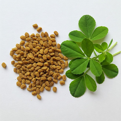 دانه‌ها و برگ‌های شنبلیله  (Fenugreek Seeds and Leaves) 