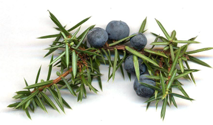 دانه‌های ارس (Juniper Berries) 