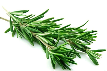 رزماری  (Rosemary)