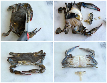 روش تمیز کردن خرچنگ (Cleaning Crabs)