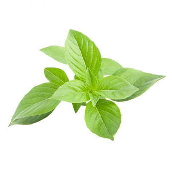 ریحان (Basil)