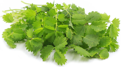 سالاد برنت  (Salad Burnet) 