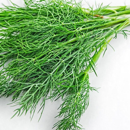 شوید  (Dill) 