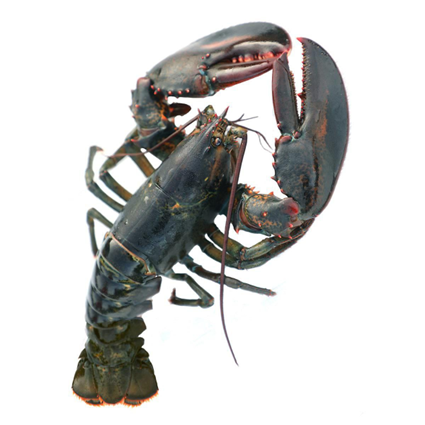 لابسترها (Lobsters)