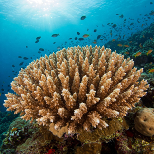 مرجان دریایی (Coral)