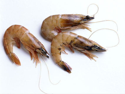 میگوها (Shrimps)