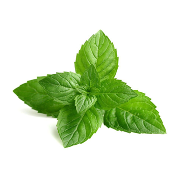 نعناع  (Mint) 