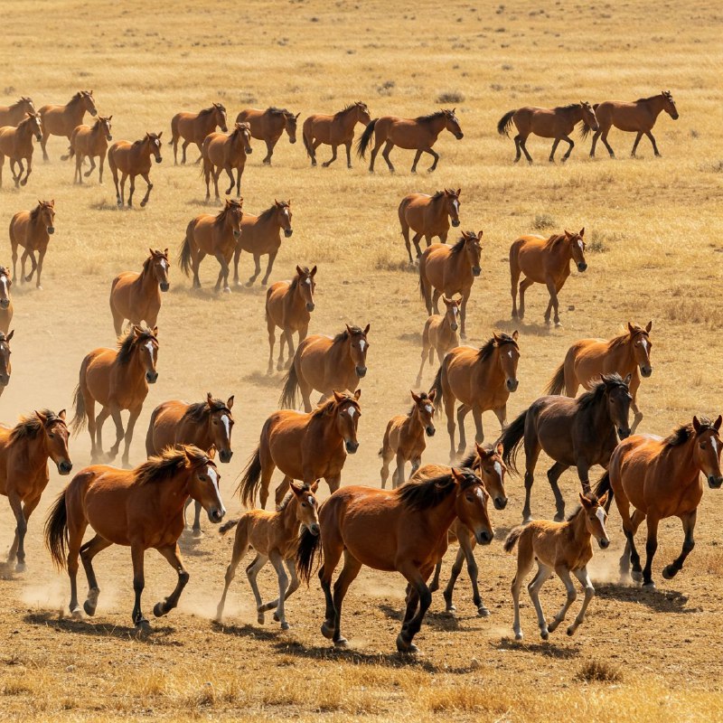 125-آرام! این گوشت اسب است   HUSH—IT’S HORSE 