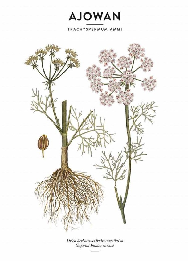 آجواین (Ajowan)