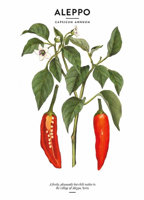 فلفل حلبی (Aleppo Halaby Pepper)