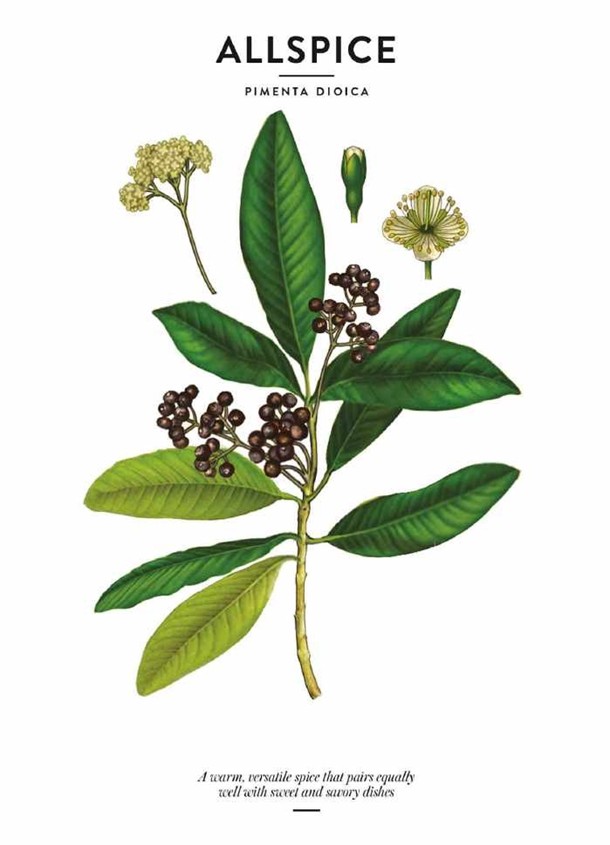 فلفل همه‌کاره – آل‌اسپایس (Allspice)